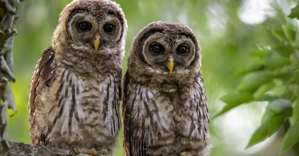Kontroverzni plan u SAD: Uklanjanje do 450.000 barred sova da bi se spasila northern spotted owl