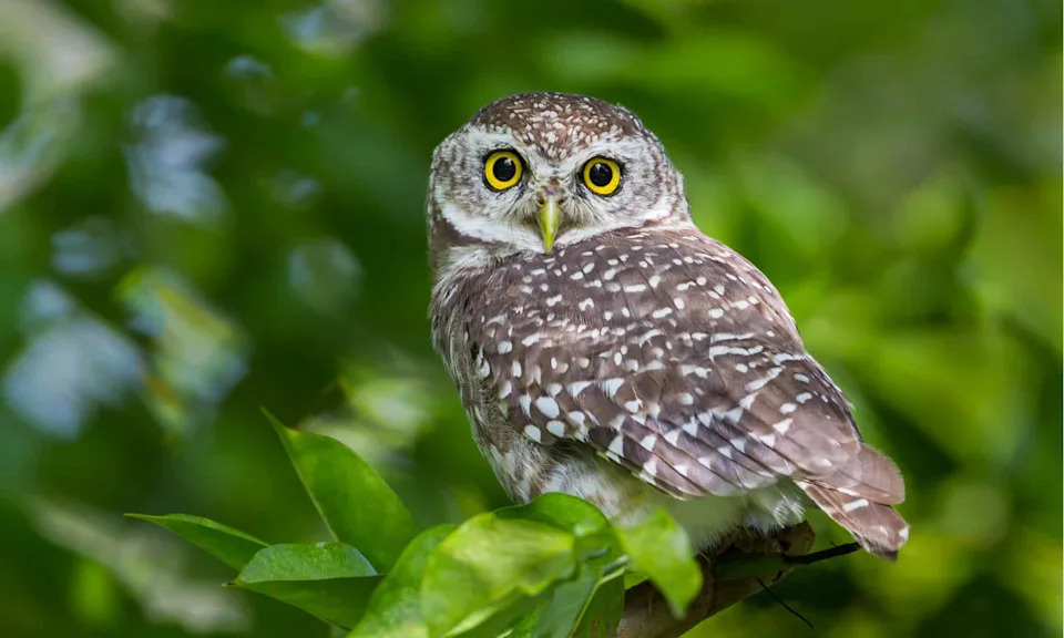 Kontroverzni plan u SAD: Uklanjanje do 450.000 barred sova da bi se spasila northern spotted owl