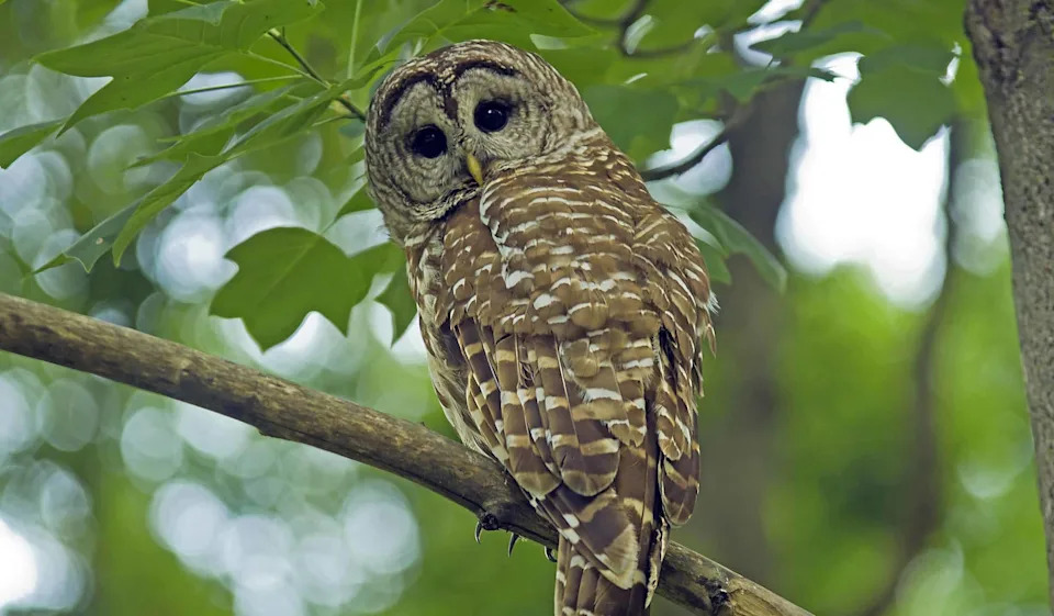Kontroverzni plan u SAD: Uklanjanje do 450.000 barred sova da bi se spasila northern spotted owl