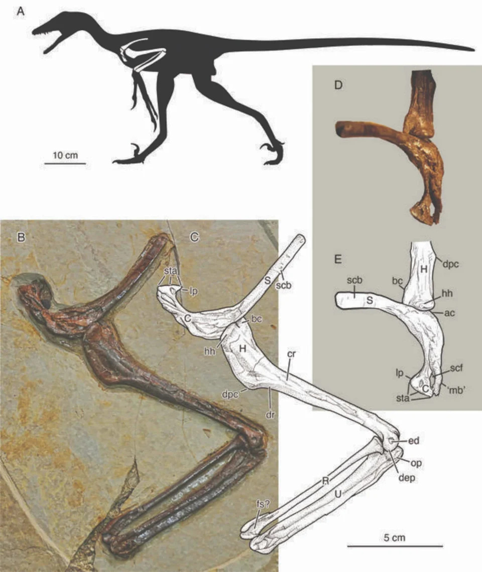 Four-Winged Hunter: Large Microraptor Jianchangmaensis Likely Preyed on Early Birds
