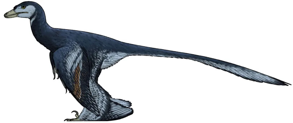Four-Winged Hunter: Large Microraptor Jianchangmaensis Likely Preyed on Early Birds