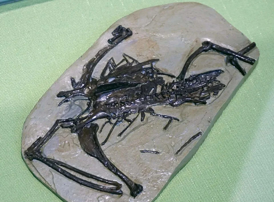 Four-Winged Hunter: Large Microraptor Jianchangmaensis Likely Preyed on Early Birds