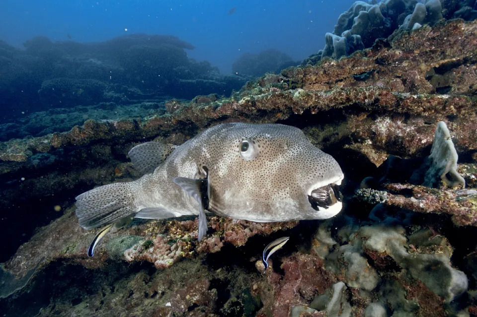 Upozorenje EU: Invazivni Napuhavac (Lagocephalus sceleratus) Se Širi Sredozemljem — Otrovan I Opasan Po Kupače