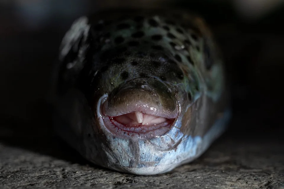 Upozorenje EU: Invazivni Napuhavac (Lagocephalus sceleratus) Se Širi Sredozemljem — Otrovan I Opasan Po Kupače
