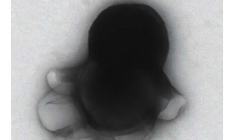 Modularni Nanorobot Cilja Ćelije Tumora i Smanjuje Vitalnost HeLa Ćelija Na 16%