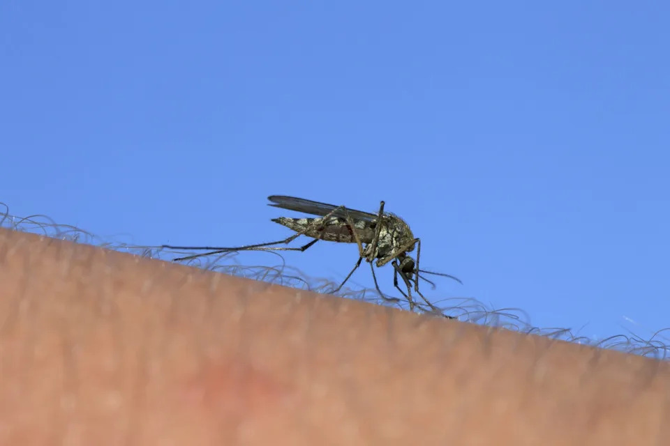 Može li Google pobediti najsmrtonosniju životinju? AI i Wolbachia protiv komarca Aedes aegypti