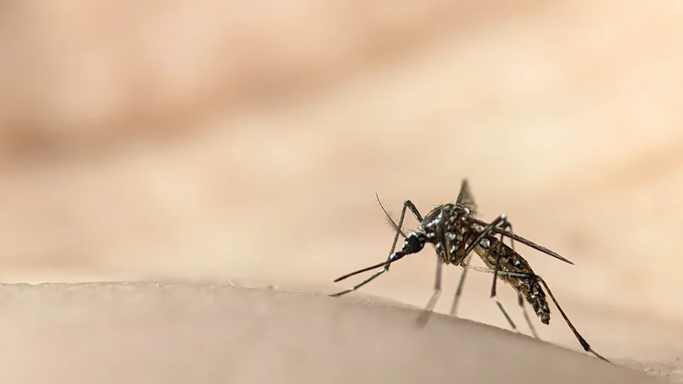 Može li Google pobediti najsmrtonosniju životinju? AI i Wolbachia protiv komarca Aedes aegypti