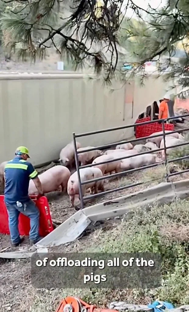 Dazed Pigs Scatter on I‑80 After Big Rig Overturns, Closing Freeway for Hours