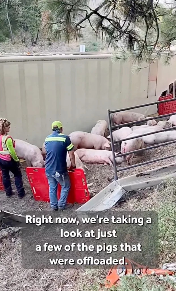 Dazed Pigs Scatter on I‑80 After Big Rig Overturns, Closing Freeway for Hours
