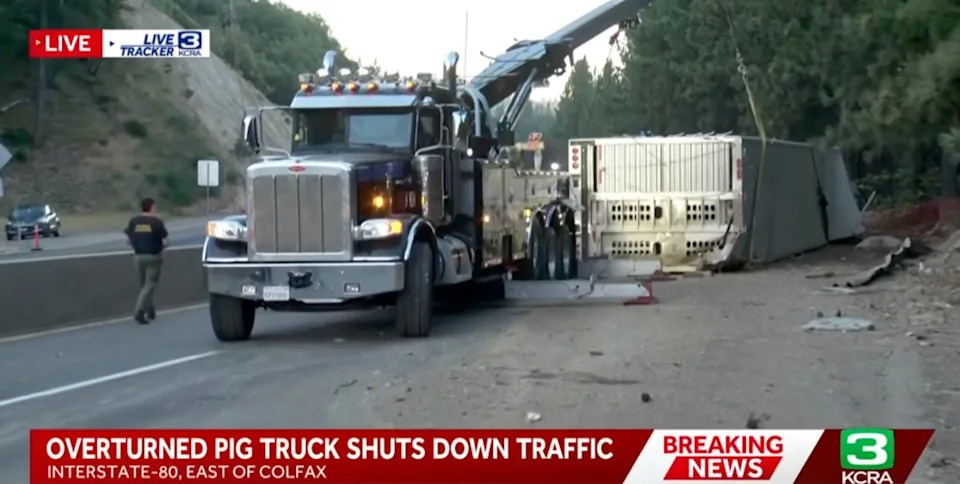 Dazed Pigs Scatter on I‑80 After Big Rig Overturns, Closing Freeway for Hours
