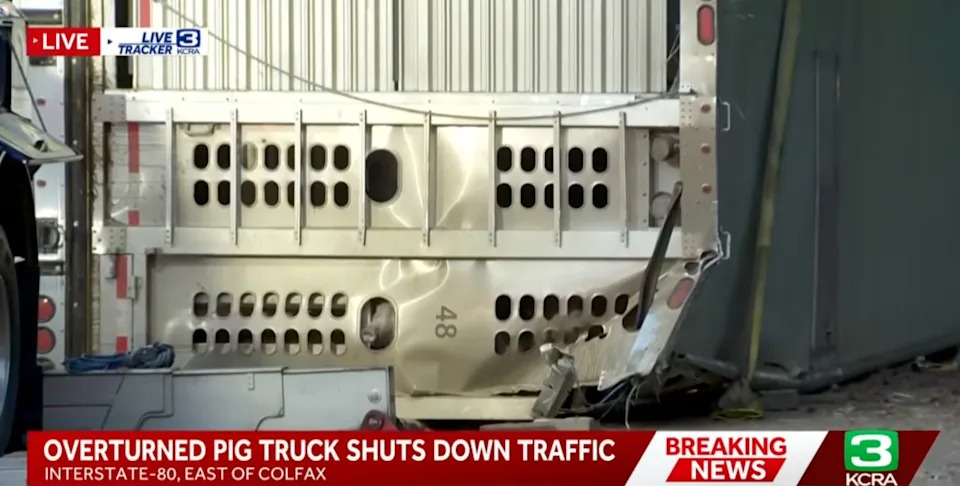 Dazed Pigs Scatter on I‑80 After Big Rig Overturns, Closing Freeway for Hours