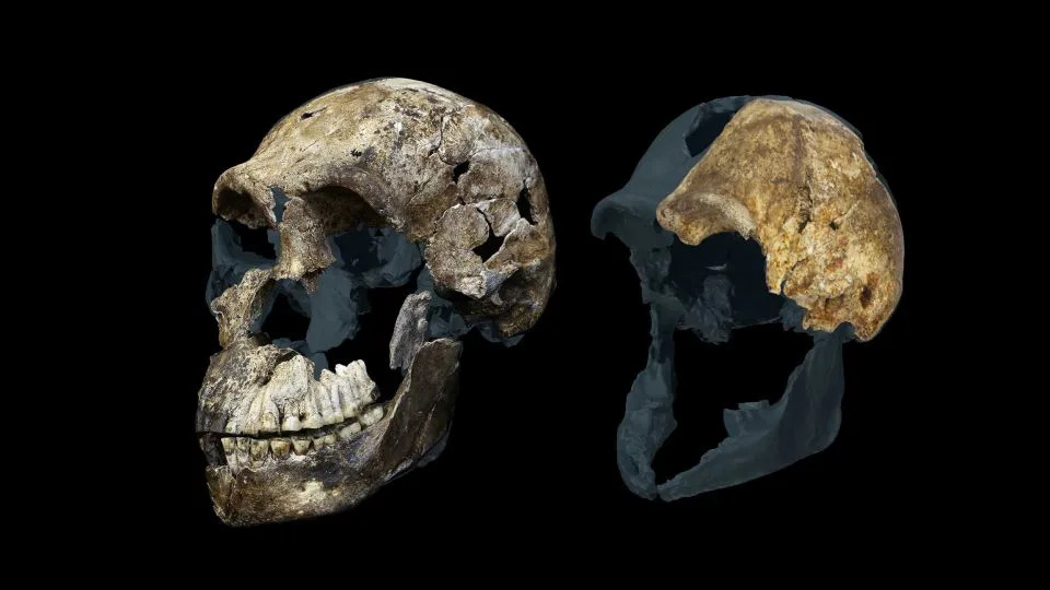 Nova enigma iz Rising Star pećina: svi 20 analiziranih zuba Homo naledi pripadaju ženama