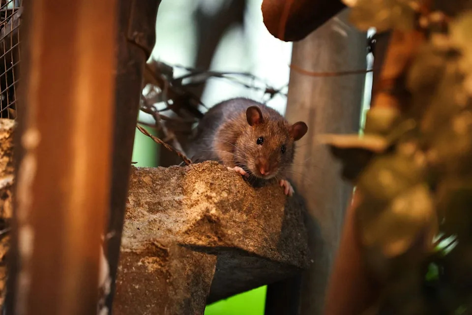 Alarm: Štakori i miševi mutiraju i postaju otporni na rodenticide