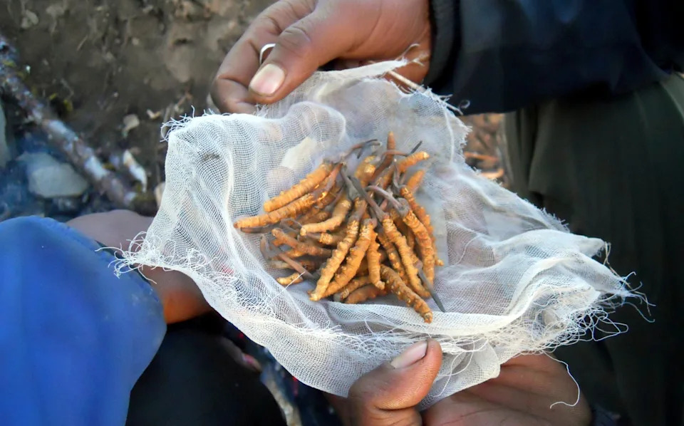 Smrtonosna zlatna groznica: Nepalci masovno love 'himalajsku viagru' — profit, opasnosti i rizik od izumiranja