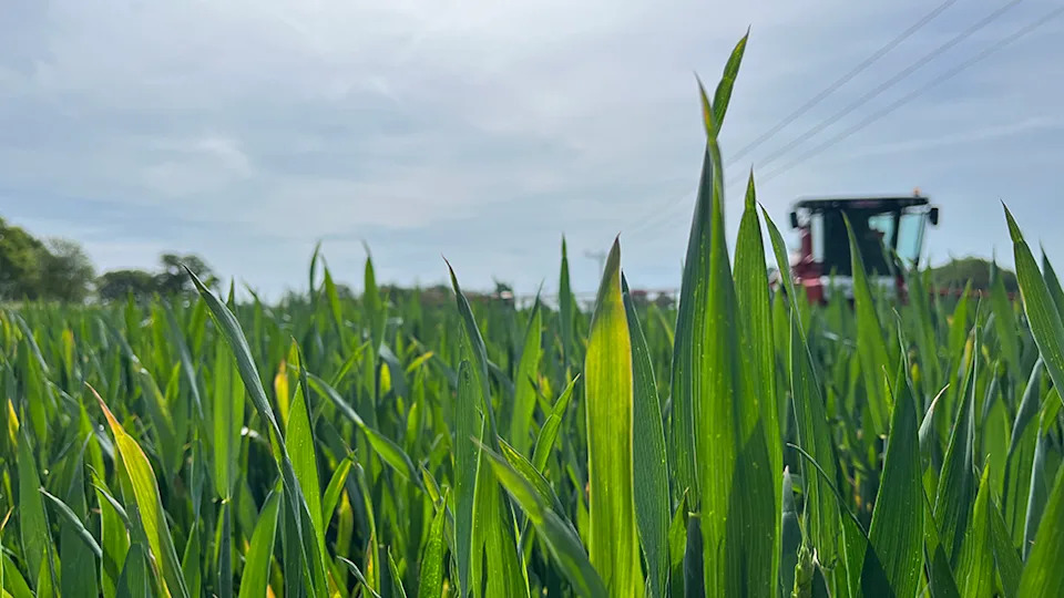 Vrućine Pustoše Njive i Stoku — Farmer iz Shropshirea Očekuje Do 20% Gubitaka