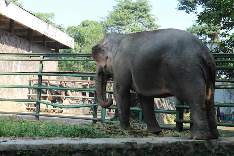 Wild Elephants Roam Hundreds Of Miles — Two Have Lived On 1.5 Acres For Three Decades As Courts Consider Their Rights