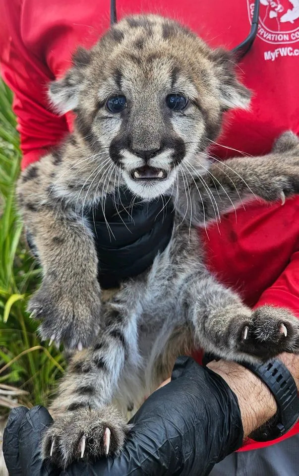Abandoned Florida Panther Cub K528 Rescued and Treated for Heavy Parasite Load