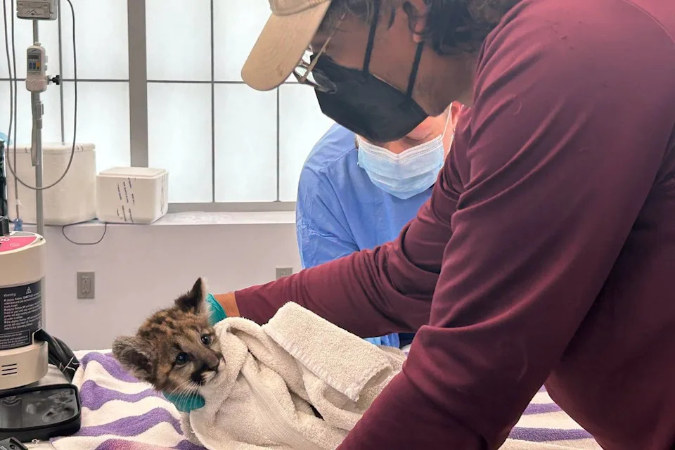 Abandoned Florida Panther Cub K528 Rescued and Treated for Heavy Parasite Load