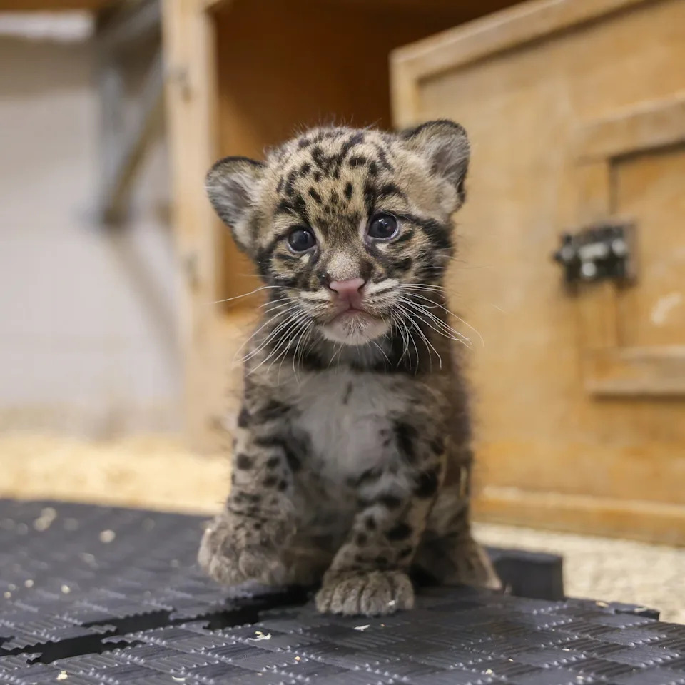 Tiny But Mighty: Nashville Zoo Welcomes Co-Reared Clouded Leopard Cub Mayuree