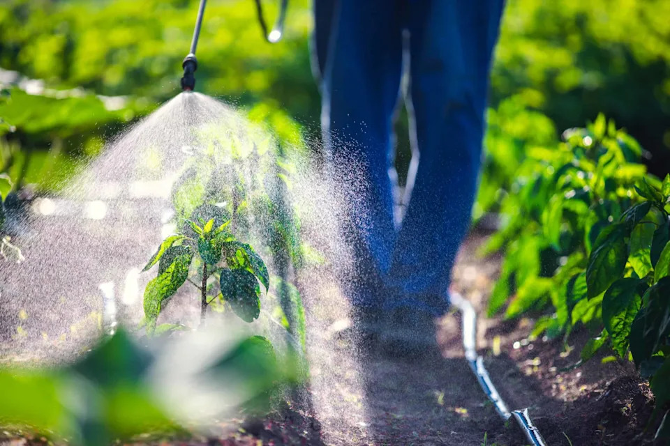 „Bezbedan“ pesticid oštećuje DNK bumbara — nova studija upozorava