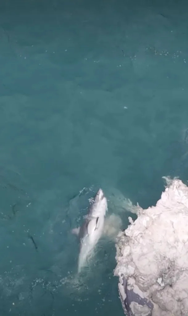 Dron zabeležio pomamu belih ajkula: razdiraju leš balene kod Martin's Beach