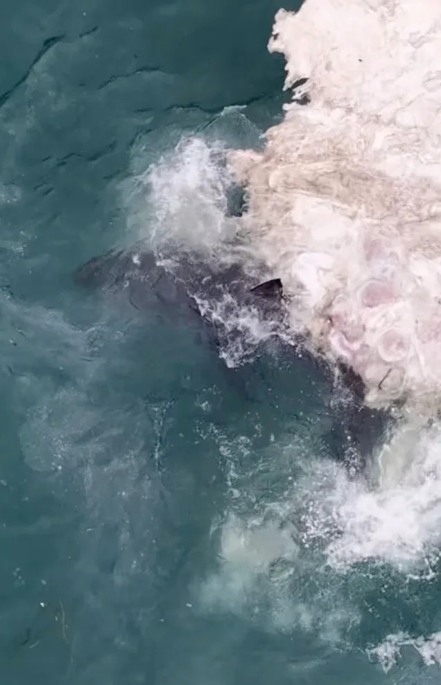 Dron zabeležio pomamu belih ajkula: razdiraju leš balene kod Martin's Beach