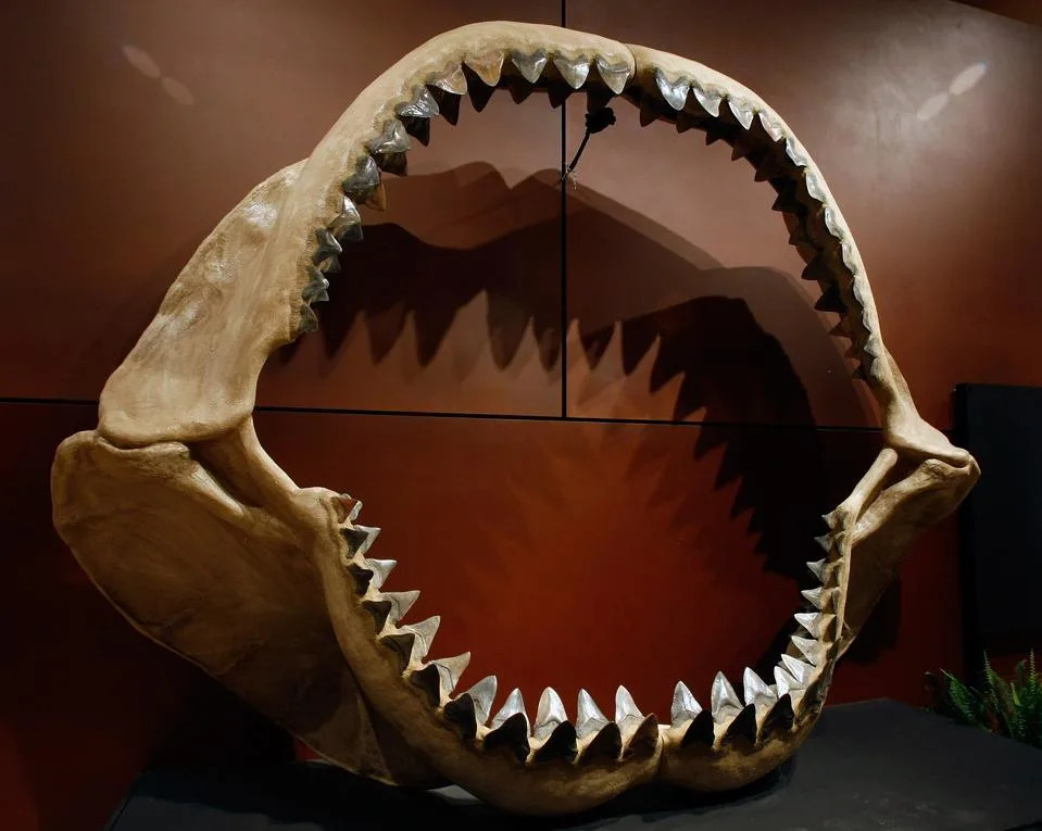 Koliki Je Zaista Mogao Biti Megalodon? Ponovno Otkriveni Fosili Iz Danske Mogu Pomeriti Granice