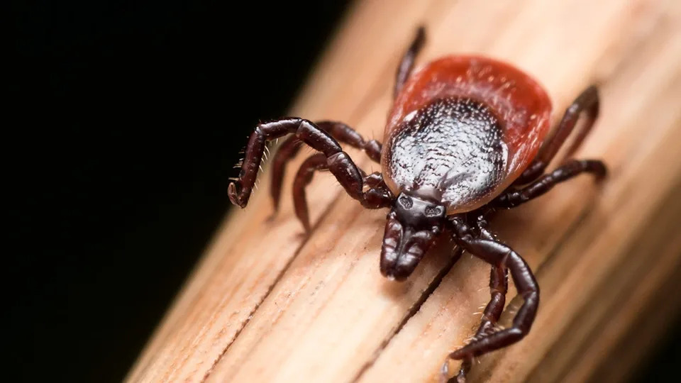 Powassan Virus U Porastu U SAD — 76 Slučajeva U 2025., Prenos Moguće Za 15 Minuta