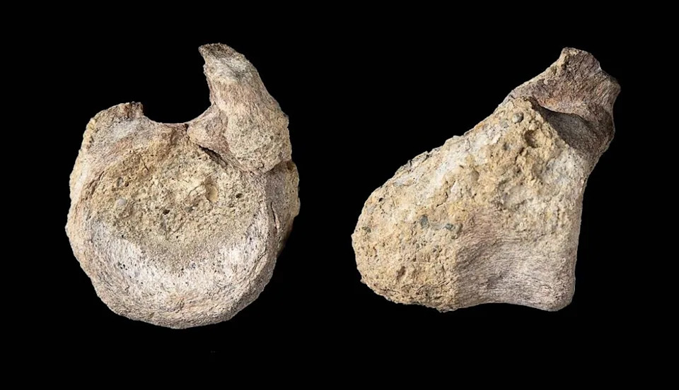 Fosil Zaboravljen 40 Godina Potvrđen Kao Prvi Koščani Ostatak Dinosaura Sa Antarktika