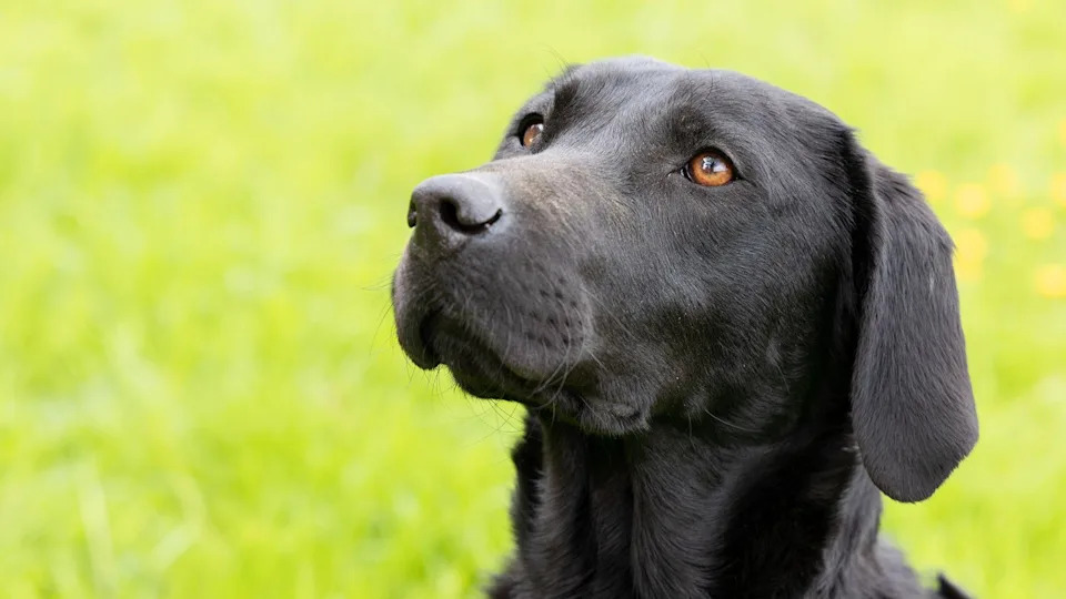 Labradorka Millie iz Kenta na međunarodnoj spasilačkoj misiji u Venecueli