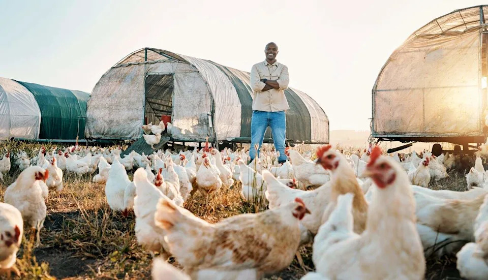 Da Li Se H5N1 Sada Širi Među Sisarima? Nova Studija Upozorava — Soj Otkriven Na Heard I McDonald Ostrvima