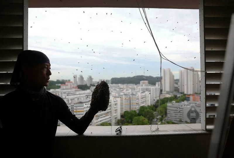 Spašava 6 miliona pčela u Singapuru — jednu košnicu po jednu