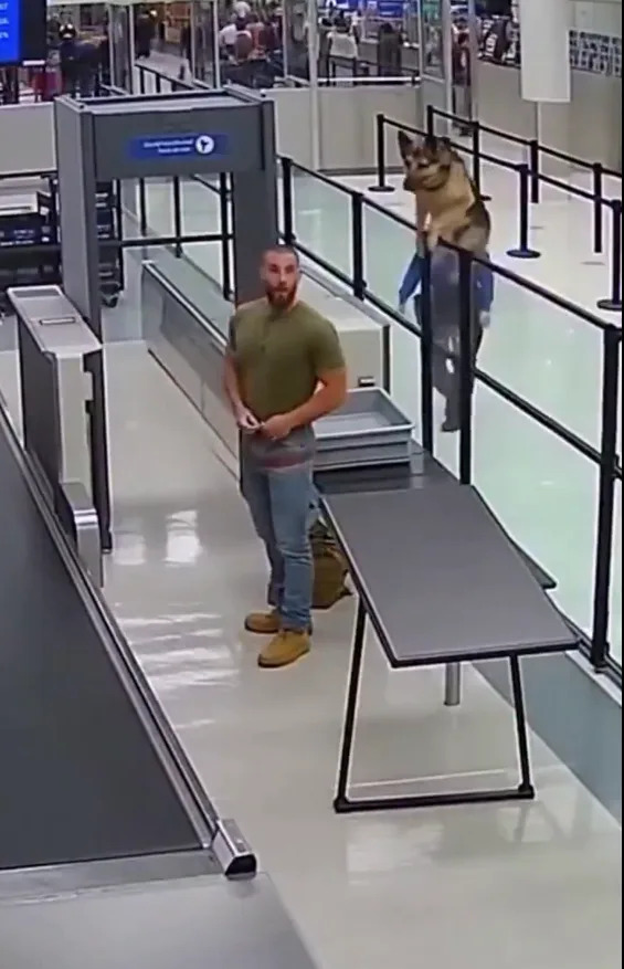 Lažan viralni video: Vojni pas navodno preskočio barijeru da bi se susreo s bivšim vodičem — snimak je AI‑generisan
