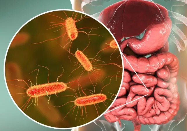 Jeftini Dnevni Prebiotici Mogu Poboljšati Pamćenje Kod Starijih — Šta Kažu Studije
