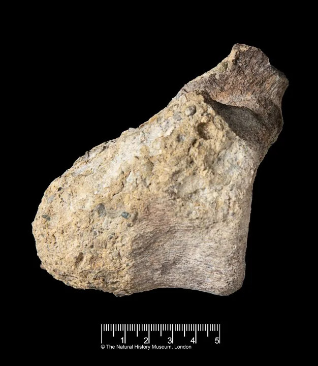 Fosil iz fioke potvrđen kao prvi dinosauruski fosil prikupljen na Antarktiku