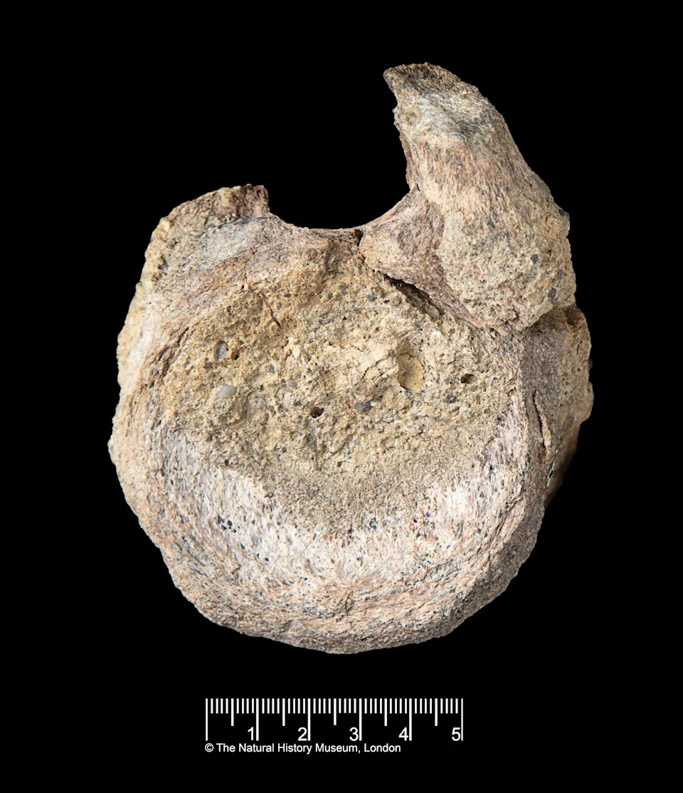 Fosil iz fioke potvrđen kao prvi dinosauruski fosil prikupljen na Antarktiku