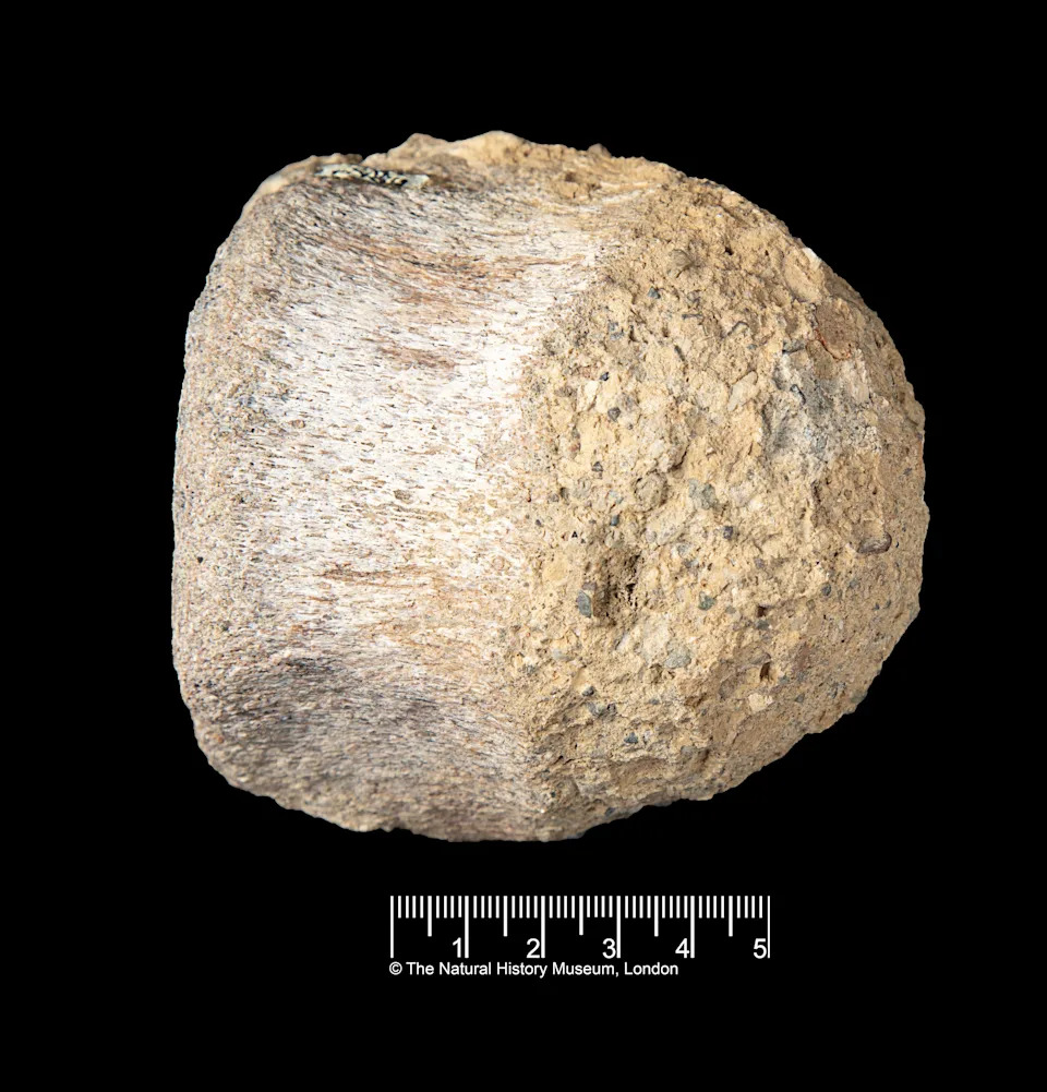 Fosil iz fioke potvrđen kao prvi dinosauruski fosil prikupljen na Antarktiku