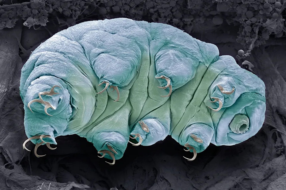Možemo Li Posejati Život U Svemiru? Tardigradi, Rizici i Etika Panspermije