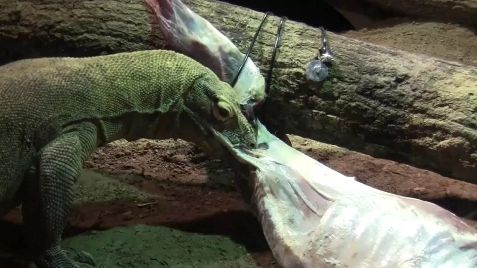 Nova studija: Hobiti sa Floresa verovatno su skupljali ostatke Komodo zmajeva, ne sistematski lovili