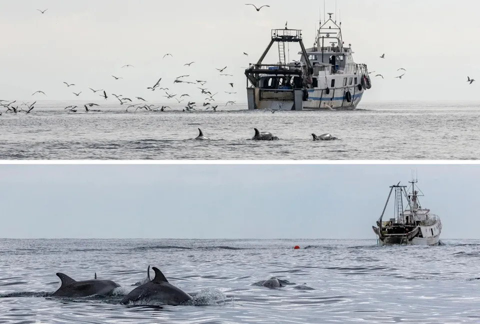 Delfini U Jadranu Postali Zavisni Od Ribarskih Tralera, Upozorava Novo Istraživanje