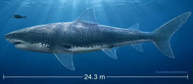 Pršljen Prečnika 23 cm Iz 1978. Ponovo Pronađen: Potvrđena Maksimalna Veličina Megalodona