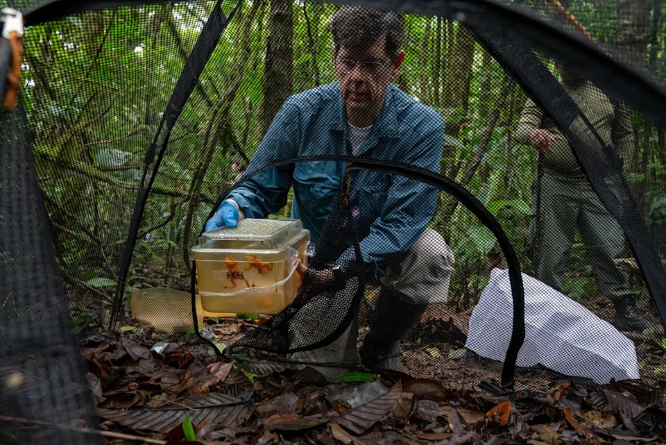 Kako vratiti otrovnost žabama Atelopus: naučnici jure za izgubljenim toksinima