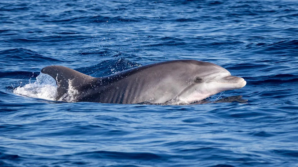 Novo Istraživanje: Delfini U Jadranu Sve Više Zavise Od Tralera Za Hranu