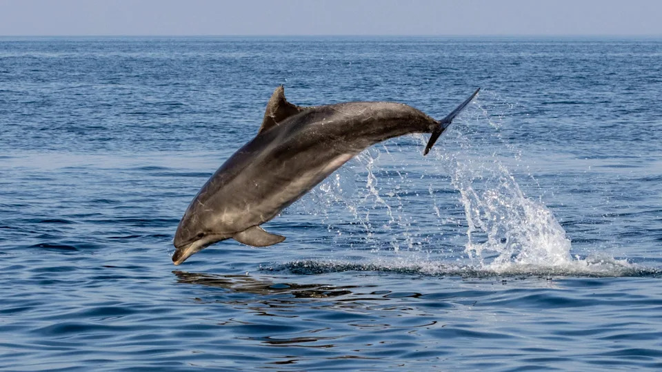 Novo Istraživanje: Delfini U Jadranu Sve Više Zavise Od Tralera Za Hranu