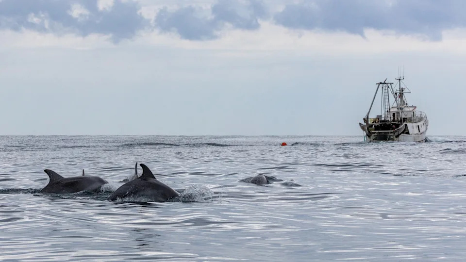 Novo Istraživanje: Delfini U Jadranu Sve Više Zavise Od Tralera Za Hranu