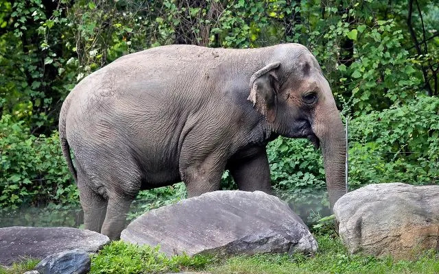 Bronkski zoo razmatra preseljenje poslednje slonice Patty u azil nakon smrti Happy