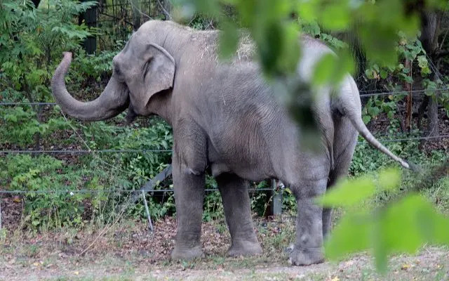Bronkski zoo razmatra preseljenje poslednje slonice Patty u azil nakon smrti Happy