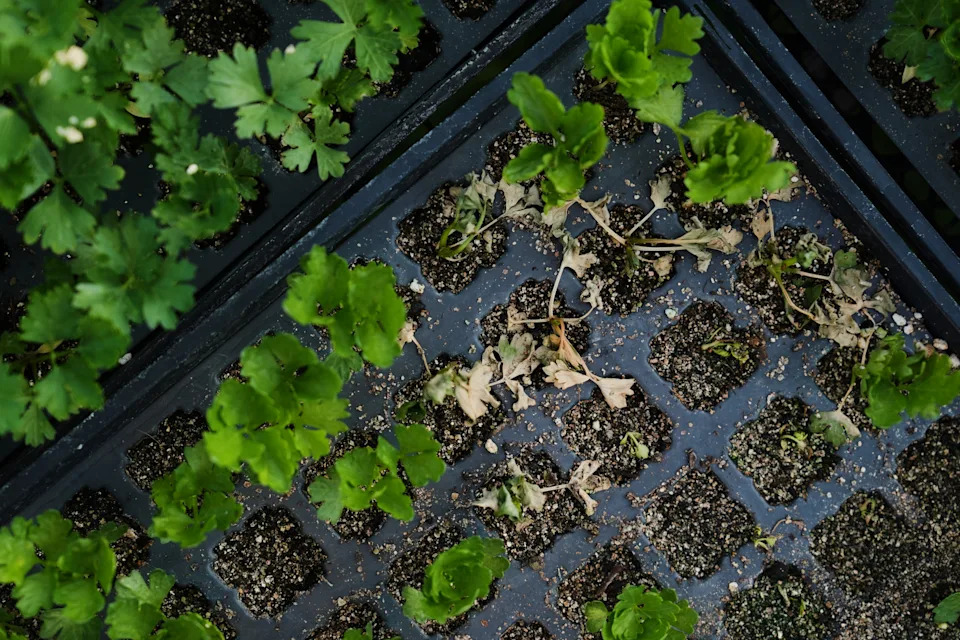 Specijalizovane Farme: Prilagođavanje Berbe i Zaštita Useva Usred Ekstremnih Vrućina