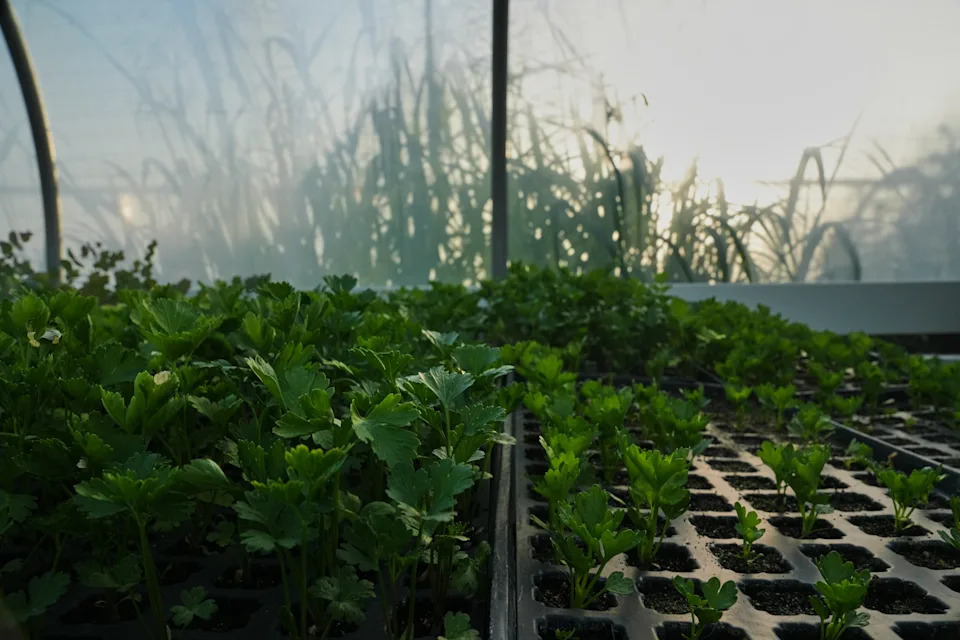 Specijalizovane Farme: Prilagođavanje Berbe i Zaštita Useva Usred Ekstremnih Vrućina