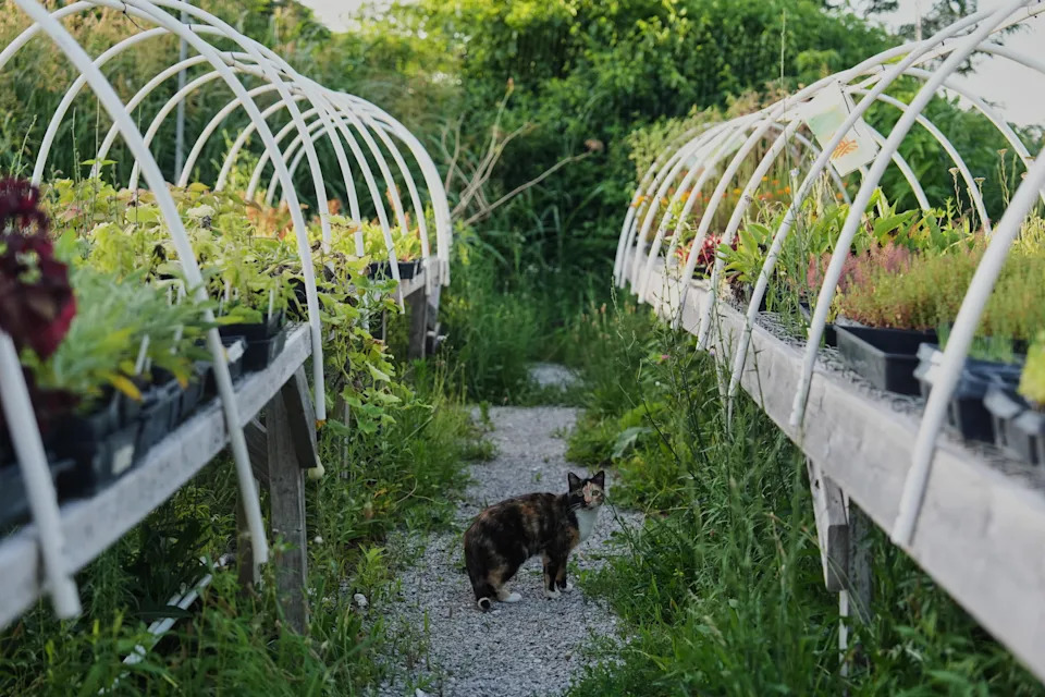 Specijalizovane Farme: Prilagođavanje Berbe i Zaštita Useva Usred Ekstremnih Vrućina